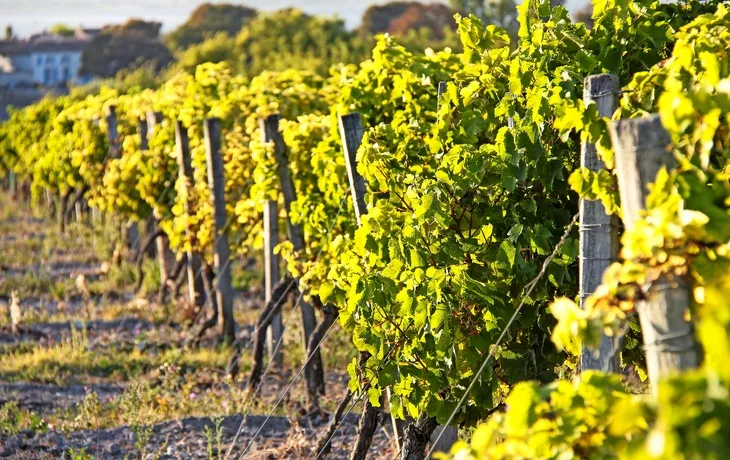 Weinberge im Burgund