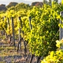 Weinberge im Burgund