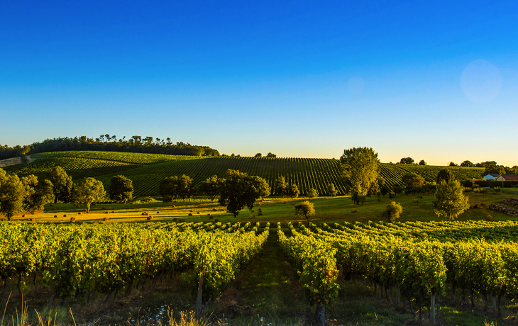 Weinberge bei Bordeaux in Frankreich