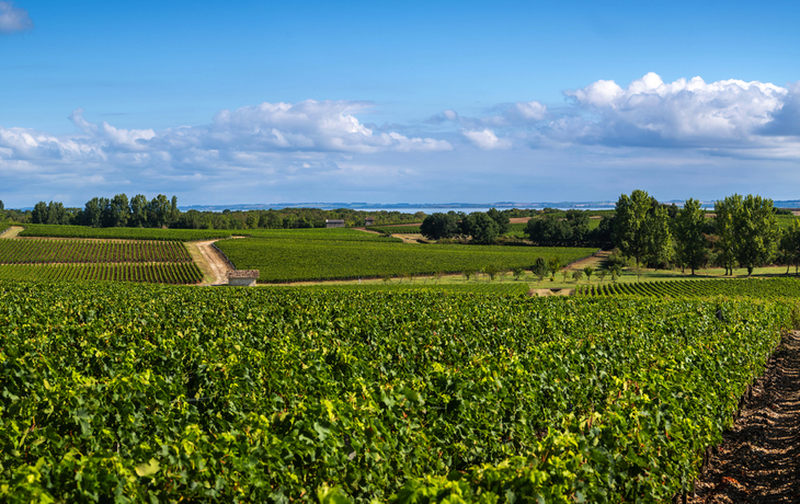 Weinbaugebiet Medoc 