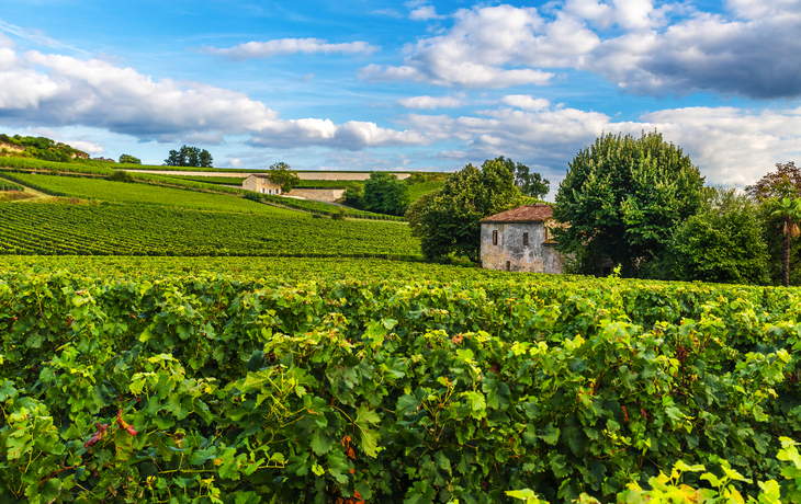 Weinberg Saint-Emilion