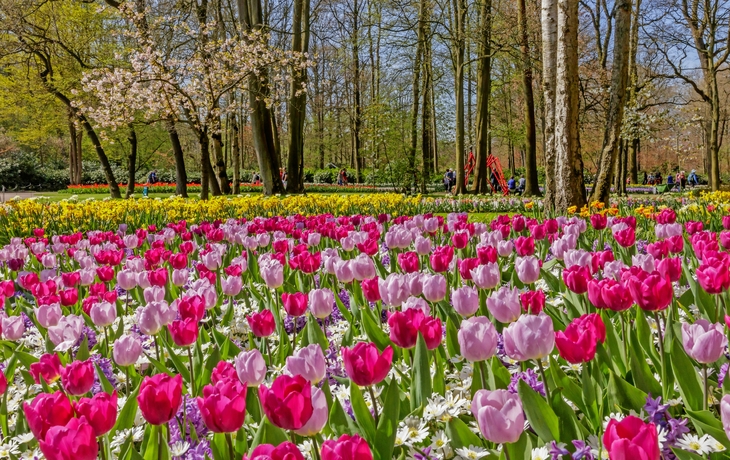 Keukenhof