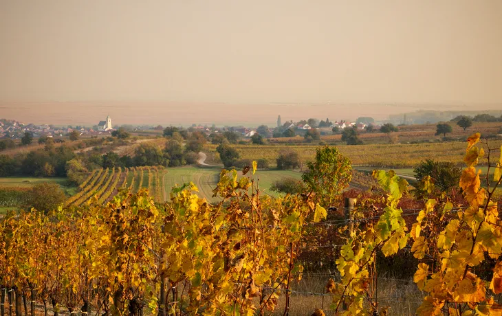 Weinberg im Burgenland