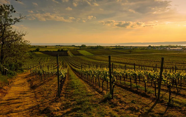 Blick über die Weinberge bei Weiden am Seenahe des Neusiedler Sees