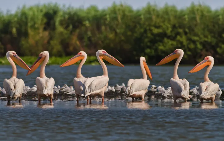 Pelikane im Donaudelta