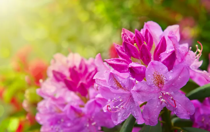 Schöner rosa Rhododendron.